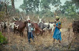 Herdsmen looking for a place to feed their cattle .